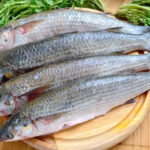 Mullet fish